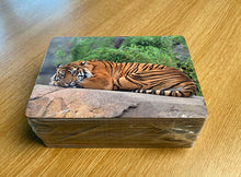 Load image into Gallery viewer, See and Learn Sentences 1 Sentence Picture Cards (250)